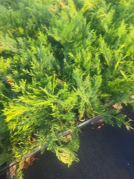 Кипарис Лейланди, Cupressocyparis leylandii, в мултипалети.