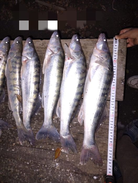 Сатам свежий судак