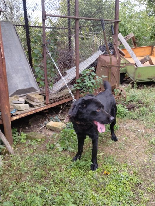 Подарявам черен женски лабрадор