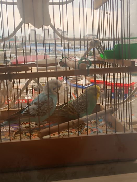 Волнистые попугаи, пара