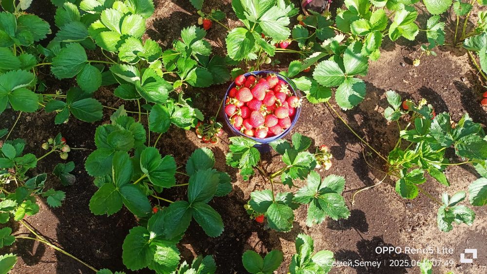 Рассада клубники клери