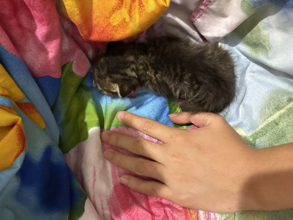 Котенок мальчик 3 недели
