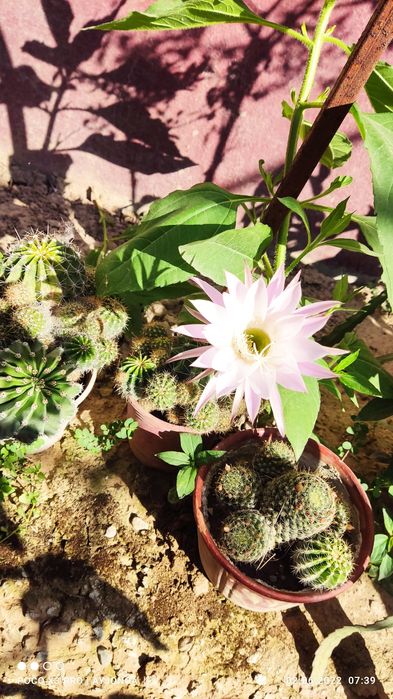 Кактус  гули гуллайди.