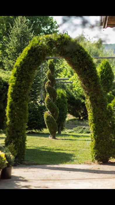 Pepiniera Tuia si Bonsai