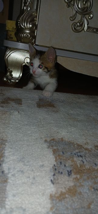 Продается гибрид котенок