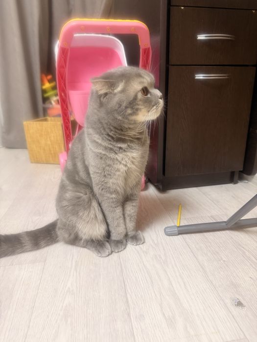 Отдадим в добрые руки