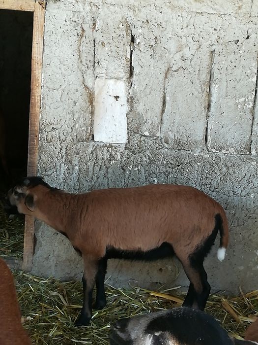 Schimb berbecuț camerun