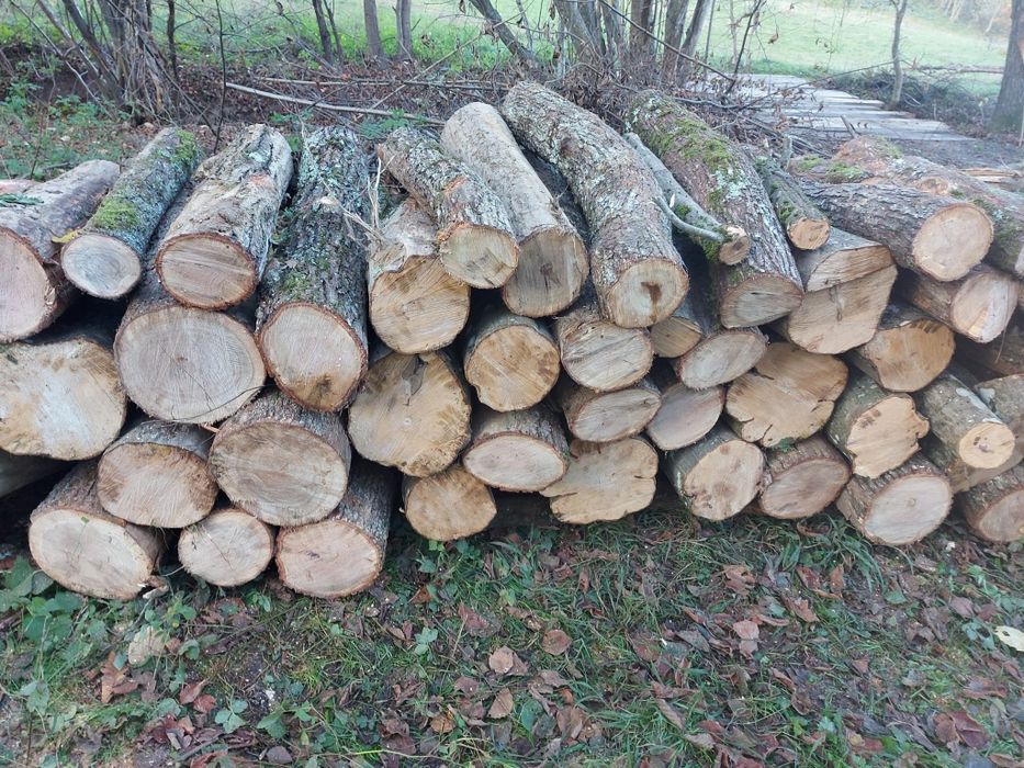 Lemn foc esenta tare sau moale