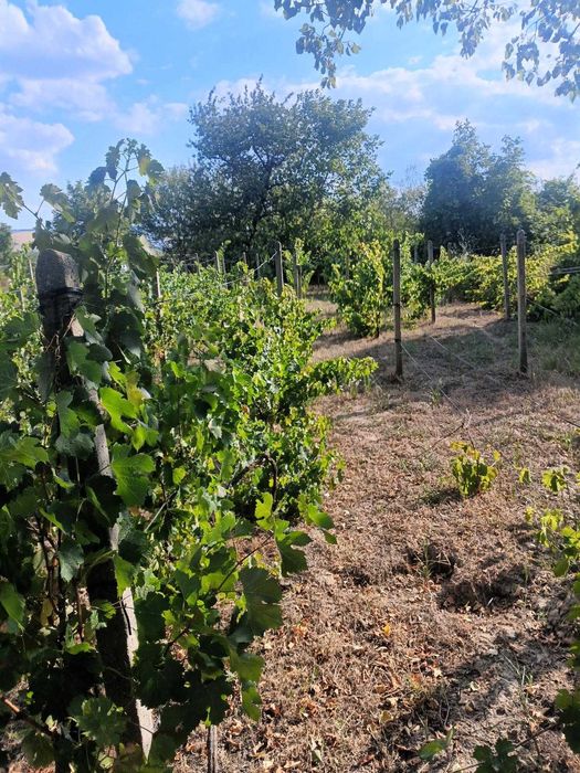 556-Продава се парцел с площ от 557 кв.м. в местността "Обзор"