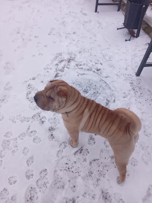 Шарпей кобель для вязки 2 года.