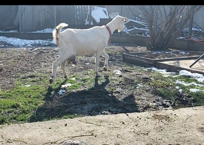 Заненнуб сауынды ешкі  сатылады