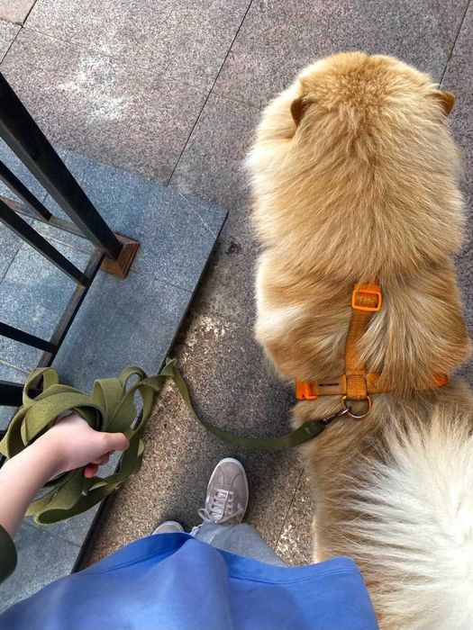 Выгул собак и   зооняня