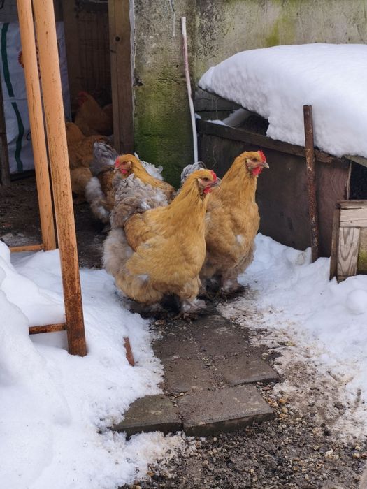 Ouă Cochinchina pentru incubat