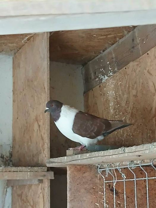 Vand uriasi maghiari si stroaseri