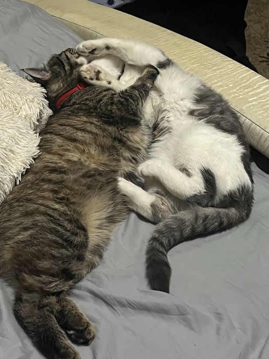 Срочно Отдам даром в добрые заботоивые руки.