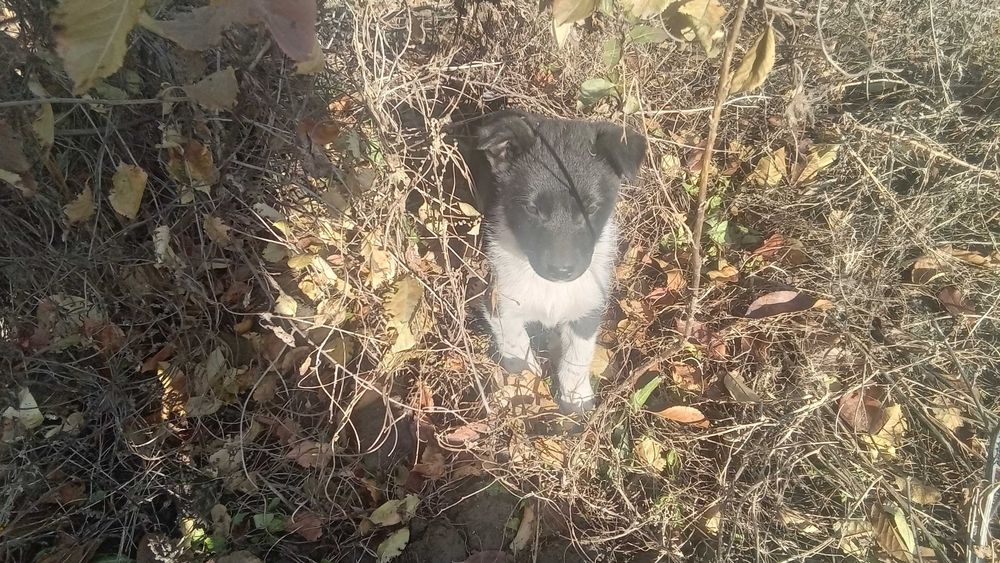 Отдам щенков в хорошие руки