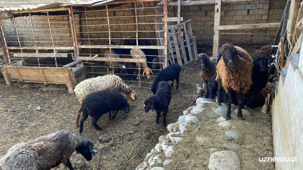 mahalliy sharoitlarga moslashgan qo`y