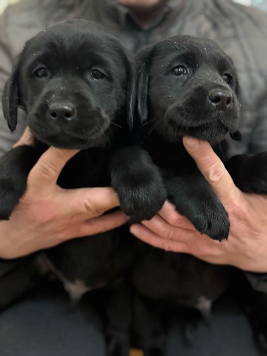 Продаются щенки лабродора ретривера