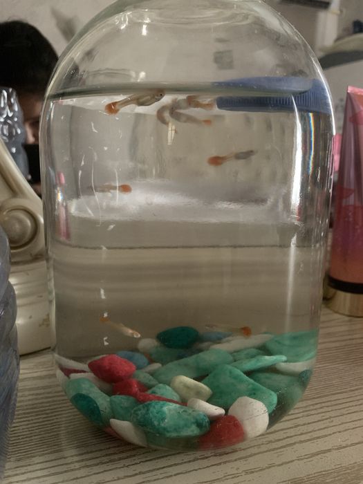 Guppi baliq bolasi 8 dona 20.000