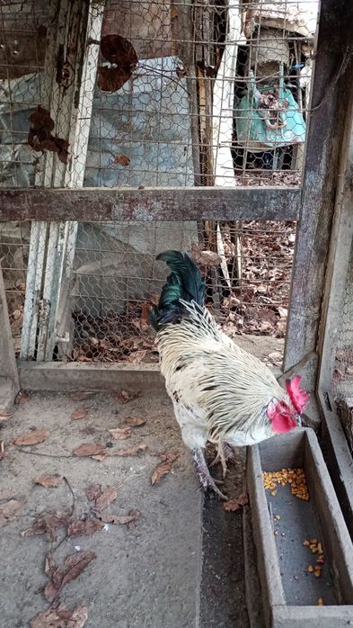 Vând cocoș de țară