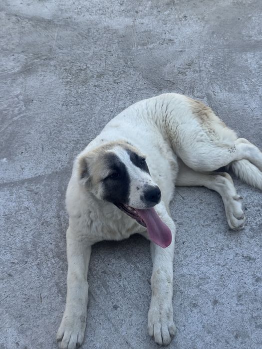 Срочно продается алабай сучка