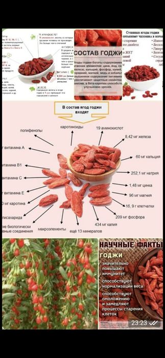 Раст-я годжи дар природи, плоди годжи очень богат вытаминами и минерал