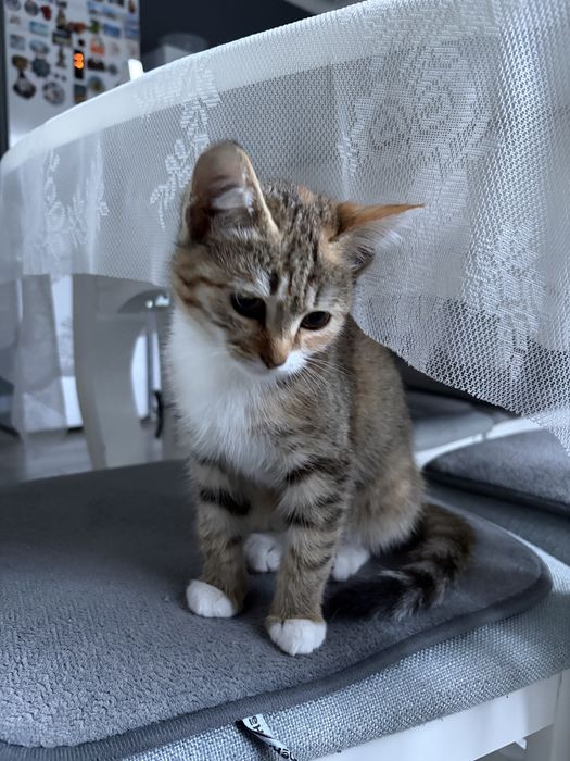 Котенок, 2-3 месяца
