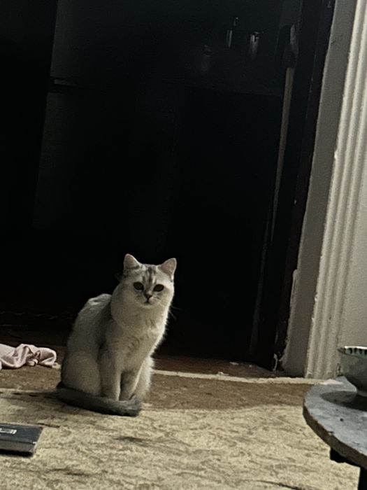 Мышка ищет себе кота