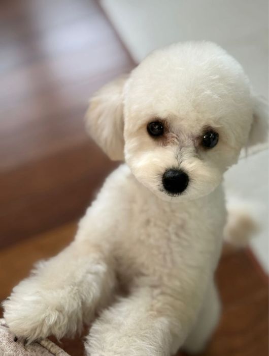 Вязка Той Пудель