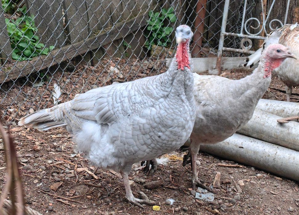 Oua curca pentru incubat sau consum, culoare deosebita lavanda