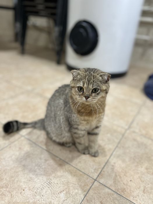 Продаются кошки.