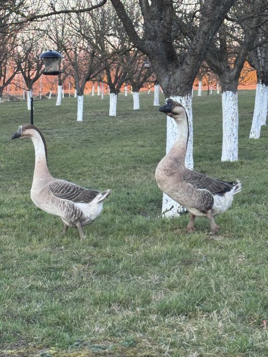 Pereche gâște africane