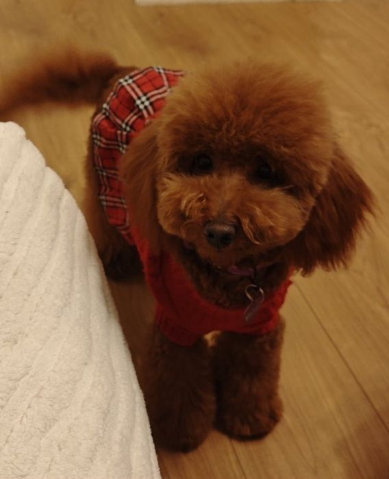 Мини пудел момиче