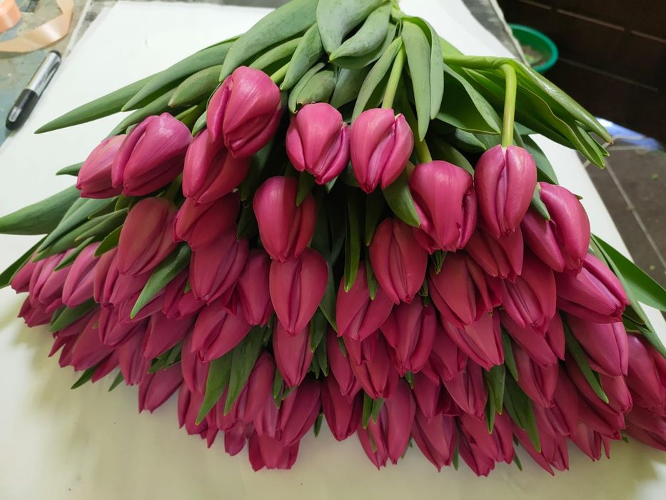 Тюльпаны оптом и в розницу  на 8 марта!!