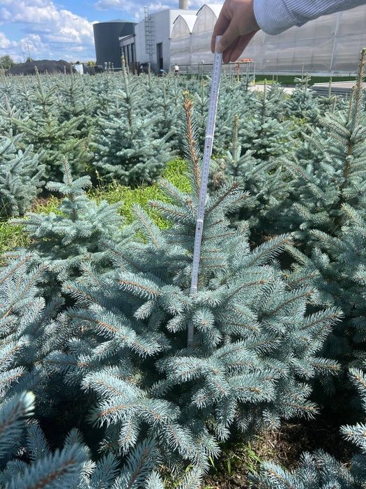 Голубая ель (Европа) Родной Коми билан сотилади!