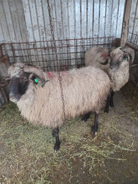 2 berbeci de vanzare