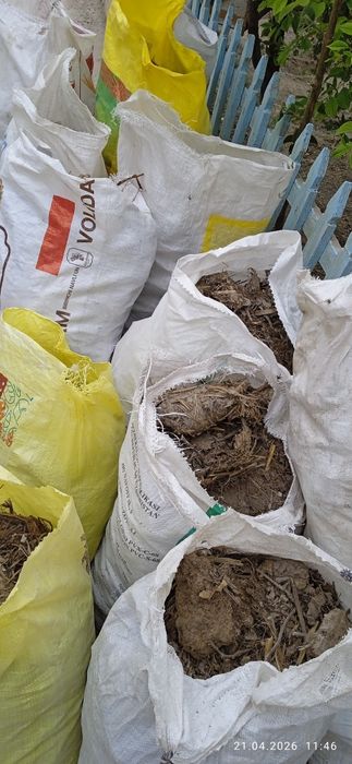 Tekinga chirigan goʻng(mayda molniki)