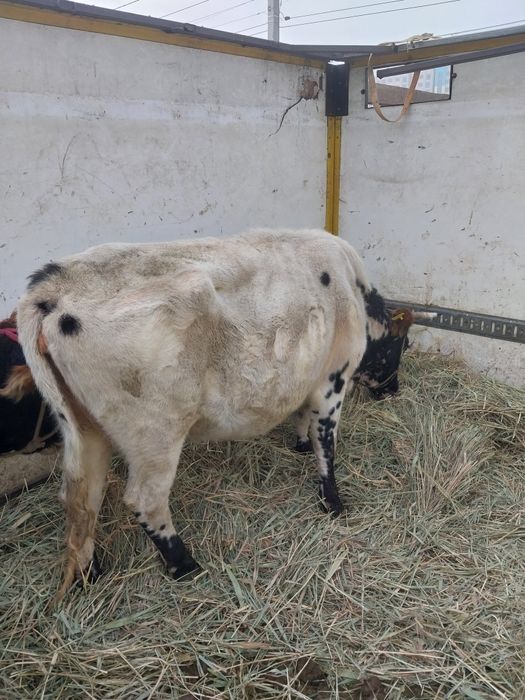 Сиыр сатылады етті сиыр ақпан айында туады..