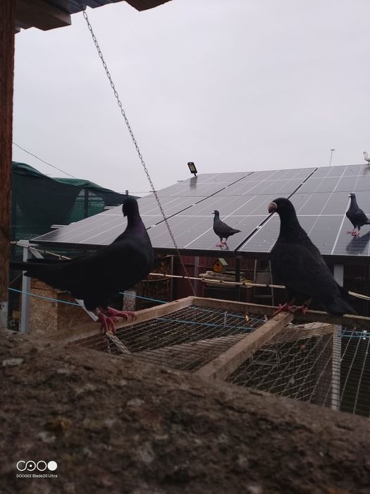 Porumbei voiajori de frumusete