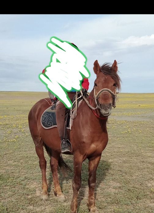 жеребец на продажу