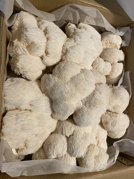 Ciuperca Coama Leului (Hericium erinaceus ) certificat ecologic
