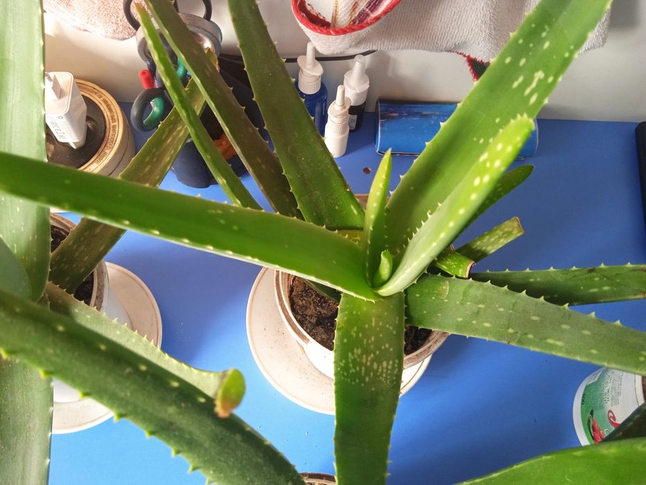 Продам алоэ вера