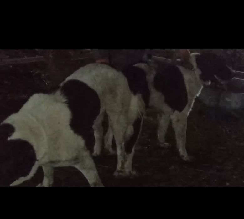 Шенки САО, Тобет, Алабай!