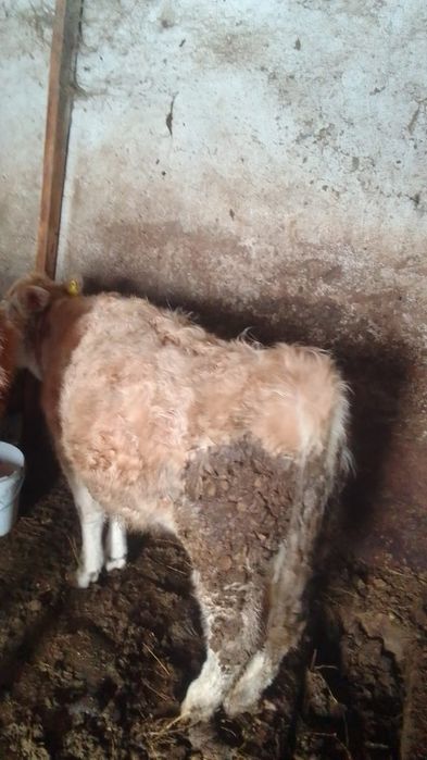 Тайыншалар сатылады