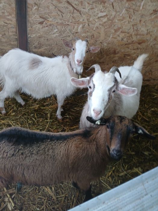 Vind 3 iede gestante