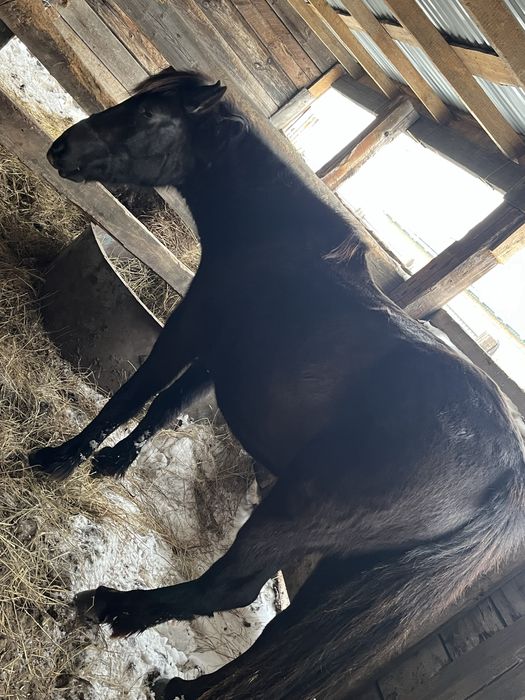 Продам кобылу с поле, спаравная