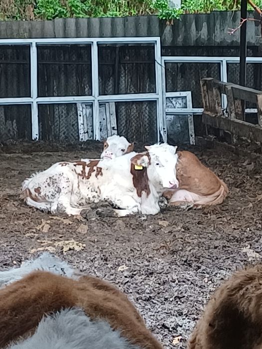 Бычки породы "Симментал"