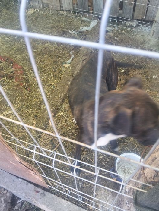 Vând câine Amstaff