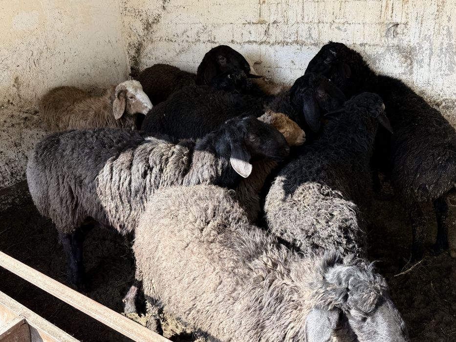 Қошқар бордақы семіз