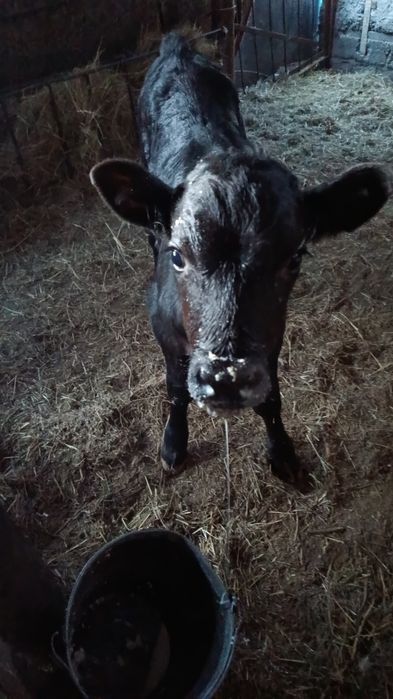 Продам трёх недельного теленка (бычка).